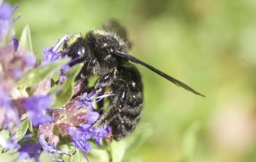 Réf. 246 179 : Xylocopa violacea